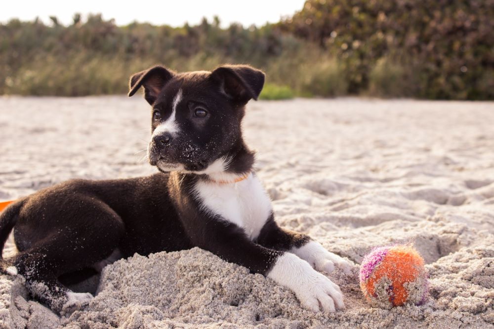 When choosing toys, consider your dog's size and chewing habits to ensure safety and durability.