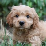 First Puppy Owner? Here’s How to Navigate Your Puppy’s First Year