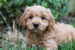 Read more about the article First Puppy Owner? Here’s How to Navigate Your Puppy’s First Year