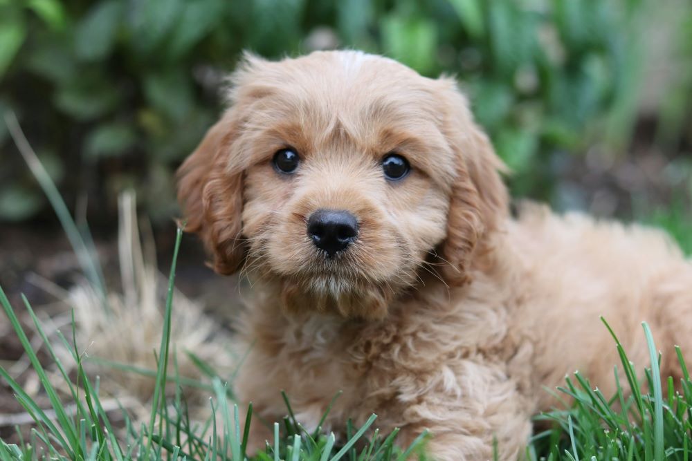 Your puppy’s first year is crucial for their development, so prioritize training and socialization.