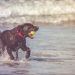 Playful Pets: Fun Activities to Keep Your Furry Friends Happy