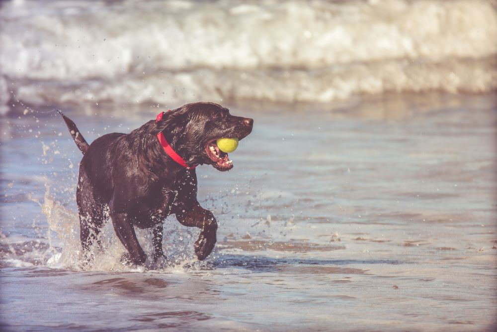 From engaging games to creative exercises, there are countless ways to keep your furry friends entertained and fulfilled.