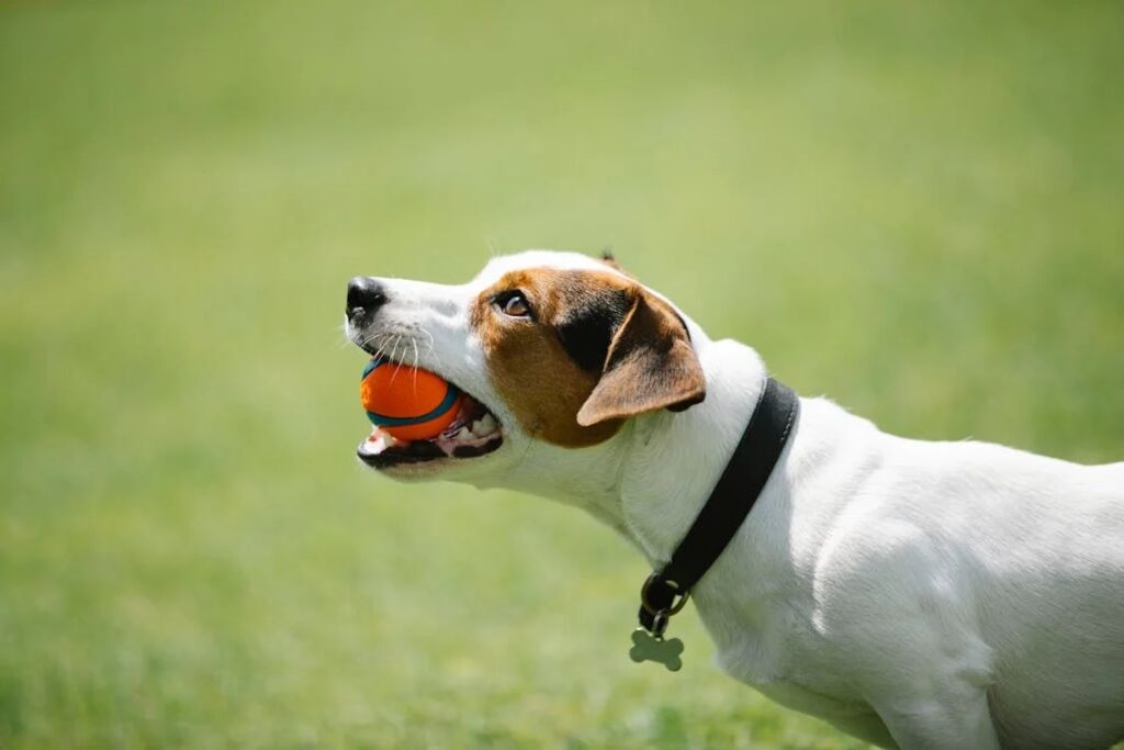 Read more about the article Soft Toys or Tough Toys? Finding the Perfect Playthings for Your Pup