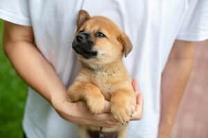 Read more about the article The Emotional Side of Adoption: How Puppies Adjust to New Families