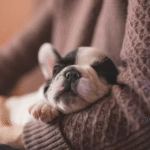 Choosing the Perfect Puppy: Lessons from Mac the Pup