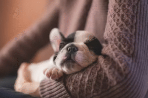 Read more about the article Choosing the Perfect Puppy: Lessons from Mac the Pup