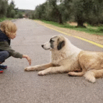 Keeping Puppies Engaged: Activities to Match Your Pup’s Energy