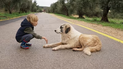 Activities to Match Your Pup’s Energy
